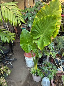 Large Elephant Ear Plant in Bucket