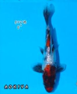 Premium Japan Koi Fish