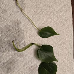 Philodendron Cuttings