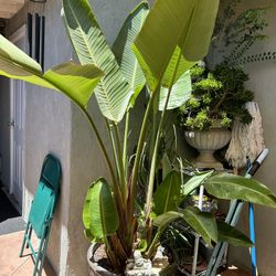 Birds Of Paradise