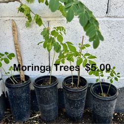 Moringa Trees