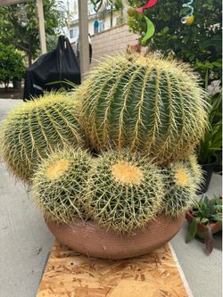 Golden barrel cactus cluster 11 cactus in one pot.