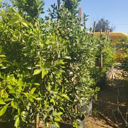 Ficus Nitida Hedge