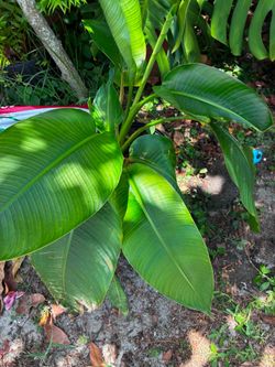 Bird of paradise