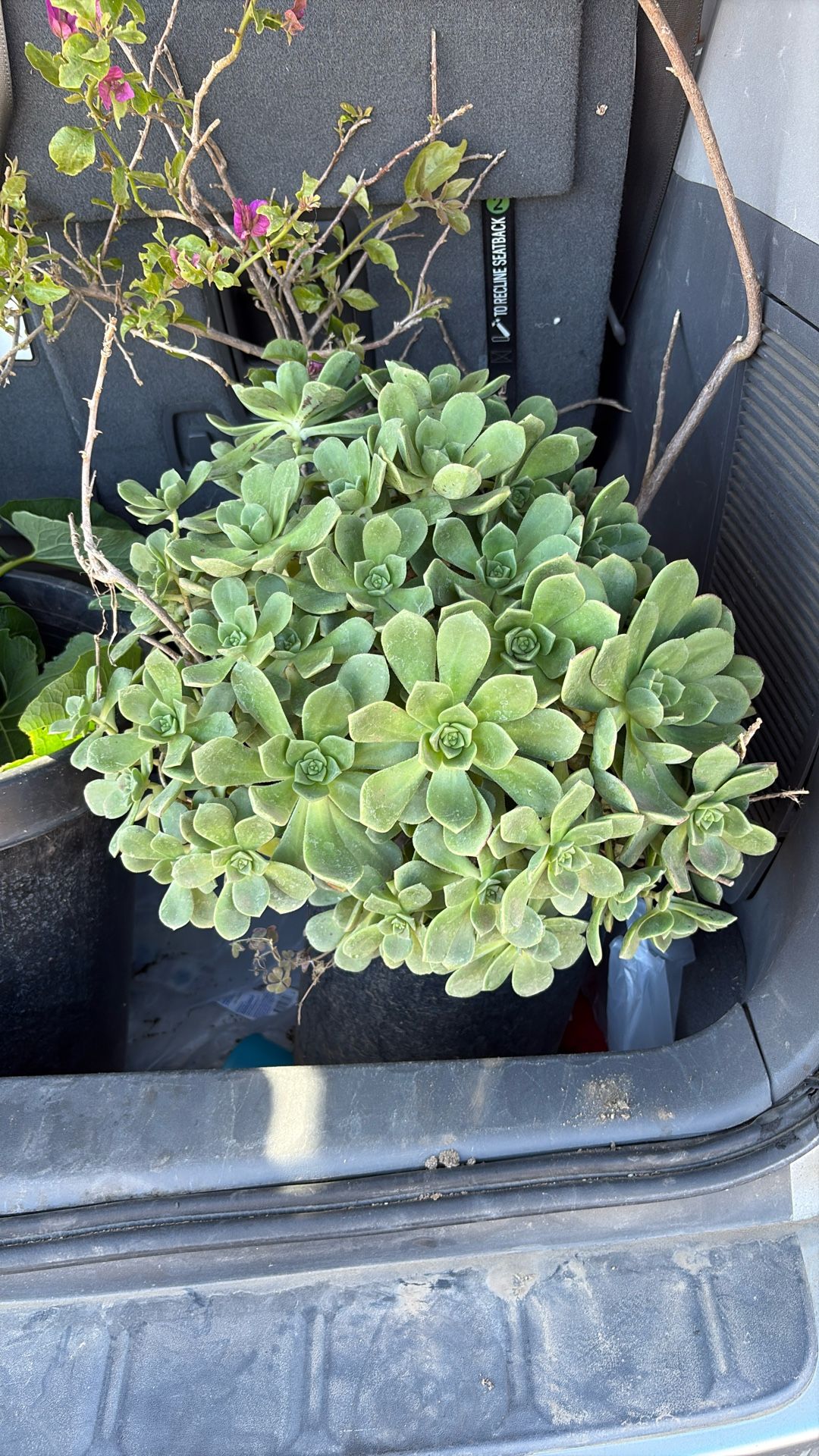Succulent And Bogambilia