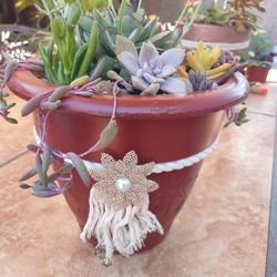 Red Terra Cotta Pot Blooming Succulent 🌵🎀