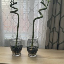 2 Natural Bamboo Plants $15