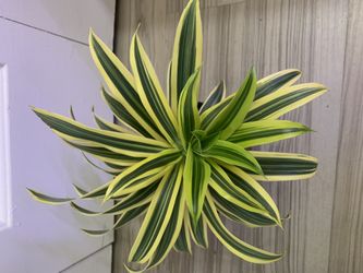 Song Of India - Dracaena 