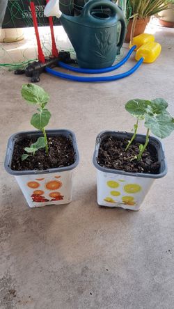 Chineese eggplant plants