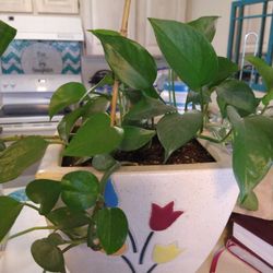 Great Potted Plant in Ceramic Pot $20