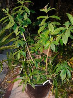 Beautiful yellow flowers