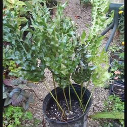 Macho Fren Potted Plant Landscape Plant