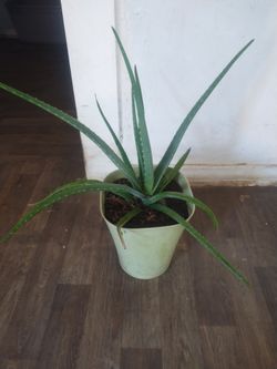 Aloe vera plant