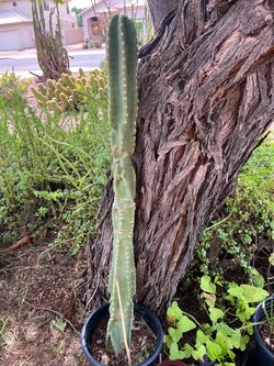 Totem pole cactus