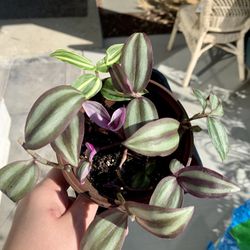 Mixed Tradescantia Zebrina Plant 5" Pot 