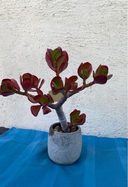 Red Jade Lucky plant