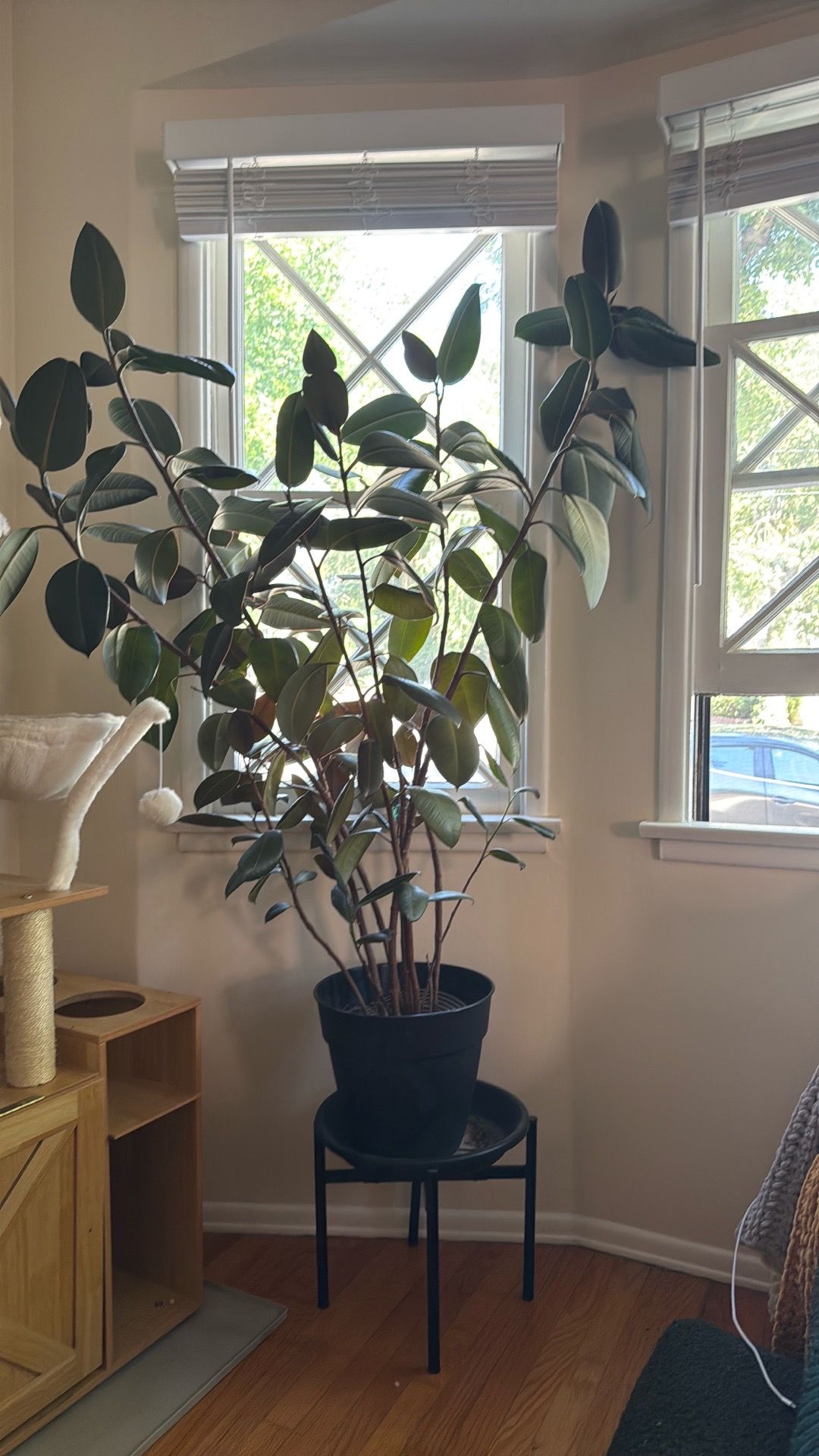 Large rubber plant with plant stand