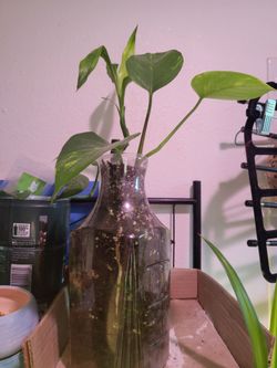 Rooted Pothos Plants in Premium Handmixed Dirt (Price for One)