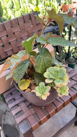 Begonia Lercerna Plant With Pot