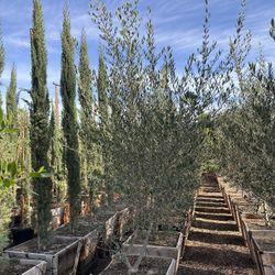 Wilsonii Olive Multi Trunk 