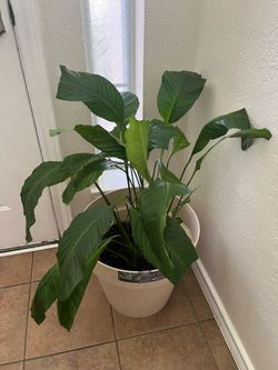 Peace Lily live indoor potted plant