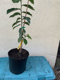 Soursop (Guanabana) healthy plant in 10 inch pot