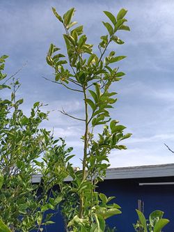 Limón Real 10ft Tall 24 Gallon Box