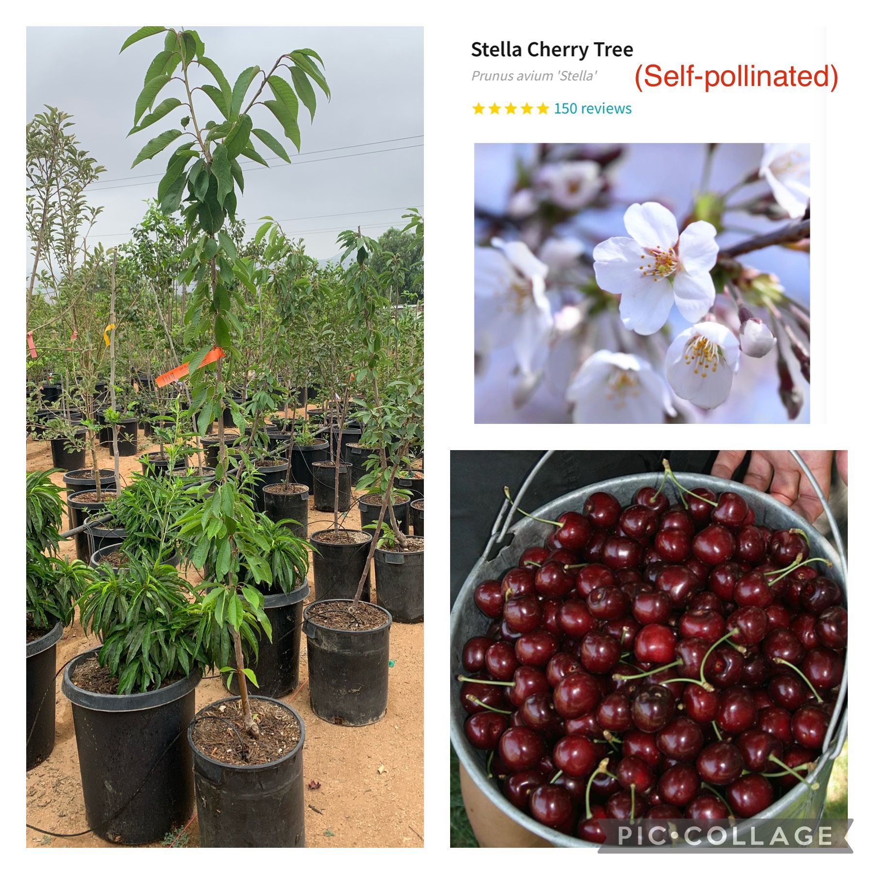 Cherry Tree for Sale in Riverside, CA OfferUp