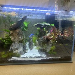 23 Gallon Laden Rimless Low Iron Fish Tank. 