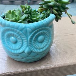 Succulent Plant Drought Tolerant 