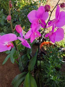 Orquidea