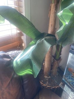 Nice Tree For Sale