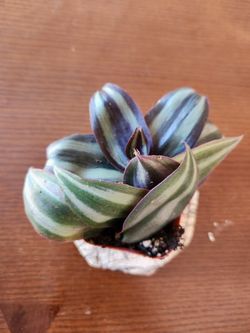 Tradescantia Starters