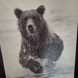Bear Canvas Wall  Art