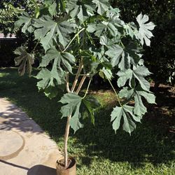 Chaya Plant Medesinal 