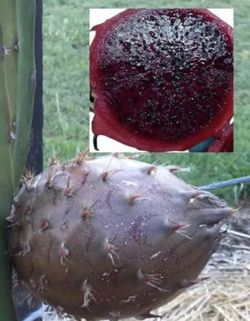 Cutting dragon fruit Black africanis