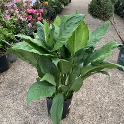 Peace Lily Plant