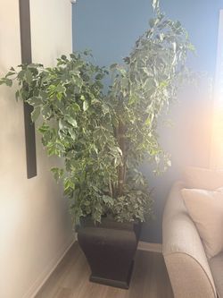 Large Artificial Ficus Tree with Planter