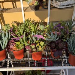 Little Succulent Plants 🪴 