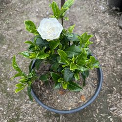 Gardenia Bush