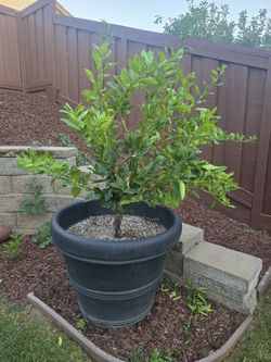 Lemon Tree