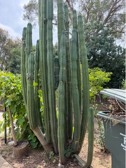 San Pedro cactus