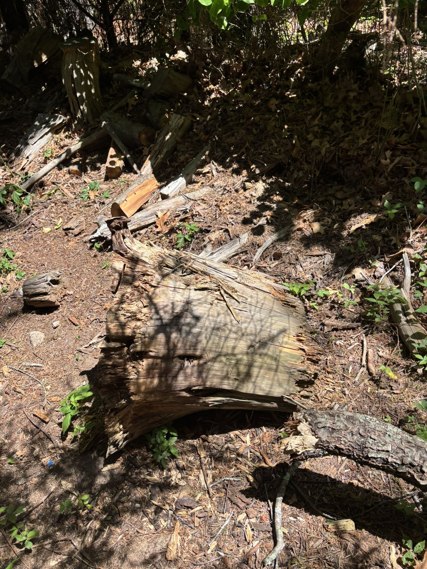 Free Wood/logs