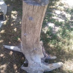 Natural Driftwood Tree Stump 