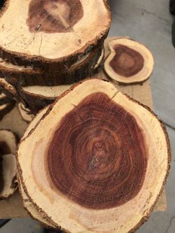 Wood stumps