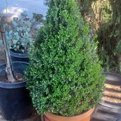 3FT BOXWOOD TOPIARY CONE
CONO DE BOJ (BOXWOOD) DE 3 PIES