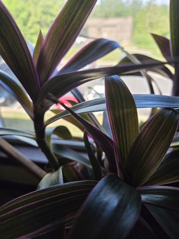 Purple Plant