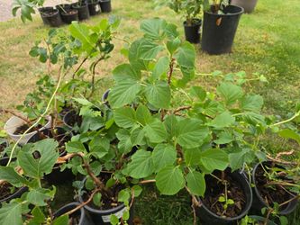 Climbing Hydrangeas