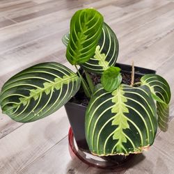 prayer plant - 4" Pot 