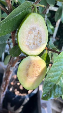 Arbol de guayaba